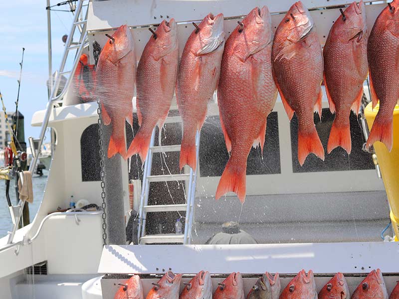 Angler with a Red Snapper catch on the docks in Destin